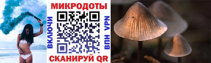 Псилоцибиновые грибы Psilocybine cubensis Сольвычегодск